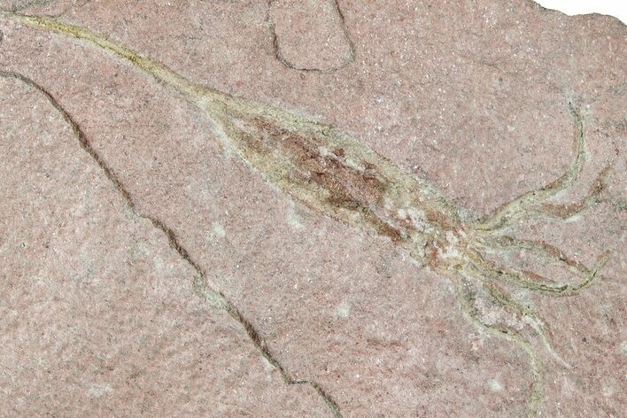 Fossil Eocrinoid (Ascocystites) - El Kaid Rami, Morocco #305113